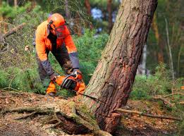 How Our Tree Care Process Works  in Smithville, MO